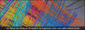 fibras