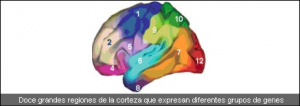 neuronas