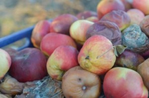 alimentos