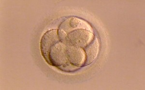 FecunOvulos
